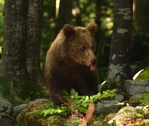 Młody, Niedźwiedź brunatny