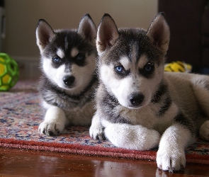zielona, piłka, Siberian Husky