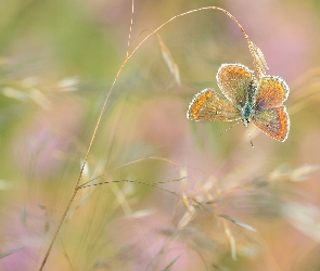 Roślina, Modraszek agestis, Motyl