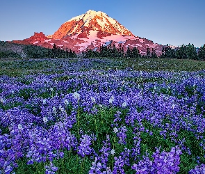 Kwiaty, Drzewa, Góry, Stany Zjednoczone, Park Narodowy Mount Rainier, Łubin, Stan Waszyngton, Łąka