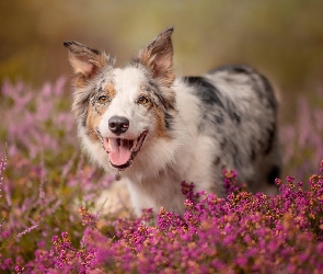 Pies, Wrzośce, Kwiaty, Border collie