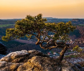 Niemcy, Sosna, Wschód słońca, Skała, Drzewo, Góra Lilienstein, Saksonia, Park Narodowy Saskiej Szwajcarii, Góry Połabskie