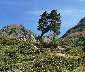 Góry, Drzewa, Rośliny