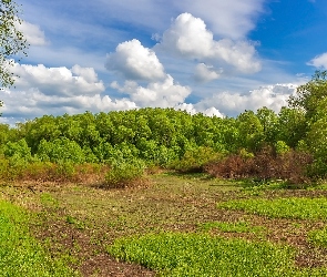 Zielone, Trawa, Polana, Drzewa, Las