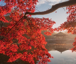 Sagiike, Nara, Czerwone, Altana, Drzewo, Staw, Japonia, Jesień, Liście, Promienie słońca, Pawilon Ukimido, Nara Park, Gałęzie