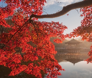Jesień, Nara, Pawilon Ukimido, Nara Park, Staw, Drzewo, Czerwone, Altana, Gałęzie, Sagiike, Promienie słońca, Japonia, Liście