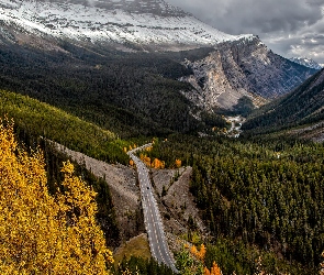 Icefields Parkway, Droga, Kanada, Lasy, Drzewa, Alberta, Góry Skaliste