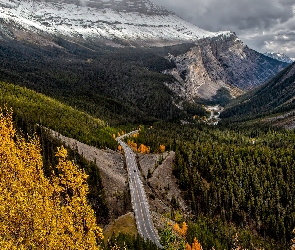 Alberta, Drzewa, Icefields Parkway, Kanada, Lasy, Droga, Góry Skaliste