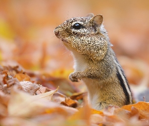 Liście, Jesienne, Gryzoń, Chipmunk