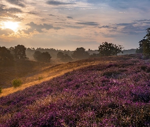 Łąka, Wzgórze, Wrzosowisko, Drzewa, Zachód słońca