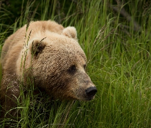 Niedźwiedź brunatny, Trawa, Wysoka