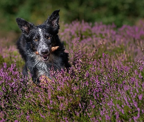 Wrzosy, Szyszka, Pies, Border collie