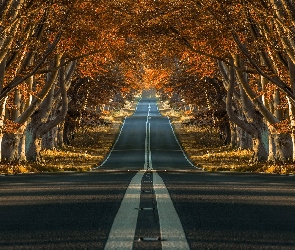 Droga, Jesień, Buki, Drzewa