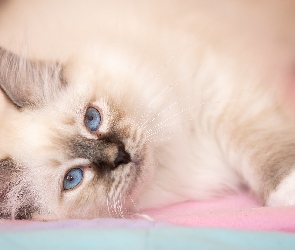 Oczy, Niebieskie, Leżący, Kot