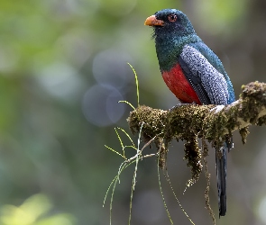 Ptak, Konar, Omszony, Trogon krasnodzioby