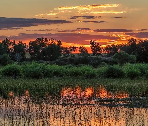 Jezioro, Wschód słońca, Stany Zjednoczone, Trawy, Drzewa, Kolorado, Lake Chatfield