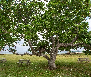 Park, Ławki, Drzewo, Rozłożyste