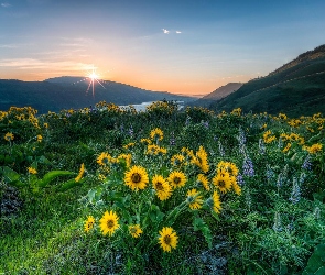 Łubin, Promienie słońca, Rezerwat przyrody Columbia River Gorge, Kwiaty, Łąka, Stany Zjednoczone, Góry Kaskadowe, Stan Waszyngton, Balsamorhiza, Rzeka Kolumbia, Żółte