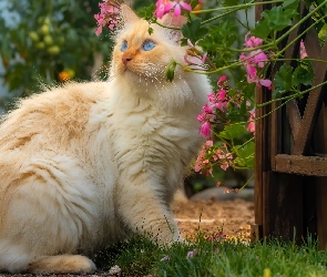 Niebieskooki, Pelargonie, Kot