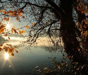 Promienie słońca, Jesień, Jezioro, Pożółkłe, Liście, Mgła, Drzewo