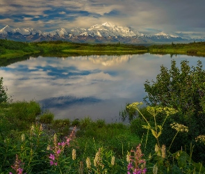 Stany Zjednoczone, Kordyliery, Góry, Alaska, Reflection Pond, Staw, Krzewy, Rośliny, Góry, Park Narodowy Denali