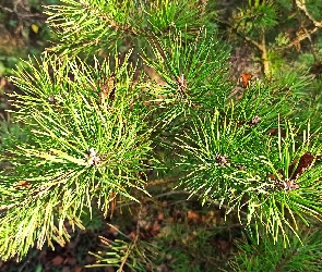 Zbliżenie, Gałązki, Sosna, Zielone