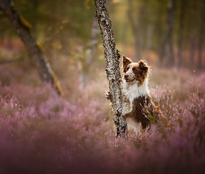 Wrzosy, Drzewo, Pies, Border collie