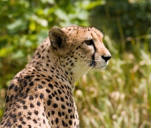 Cętki, Gepard