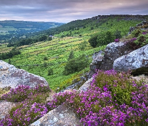 Skały, Anglia, Wzgórza, Park Narodowy Peak District, Wrzosy