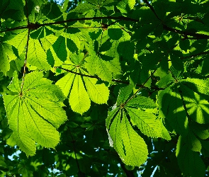 Liście, Zielone, Drzewo, Kasztanowiec