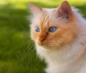 Rudo-biszkoptowy, Oczy, Niebieskie, Kot
