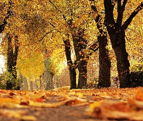 Liście, Pożółkłe, Drzewa, Jesień, Park, Alejka