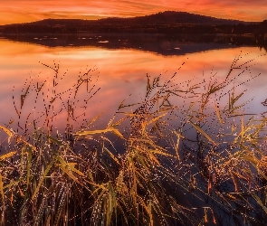 Trawa, Szuwary, Jezioro