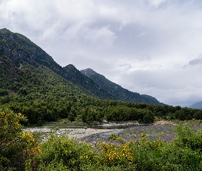 Drzewa, Lasy, Góry, Rzeka