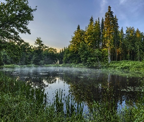 Mgła, Trawy, Zielone, Las, Drzewa, Staw