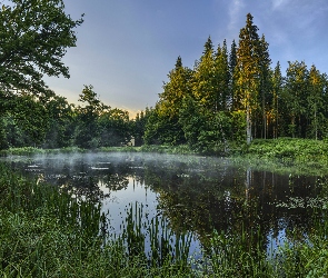 Las, Zielone, Mgła, Staw, Trawy, Drzewa