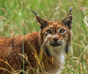 Trawy, Źdźbła, Ryś