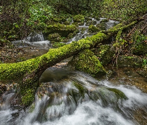 Kamienie, Strumień, Las, Drzewa