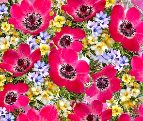 Grafika, Zawilce, Kwiaty, Czerwone