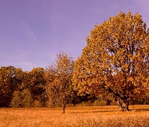 Drzewa, Jesień, Trawa, Liście, Łąka
