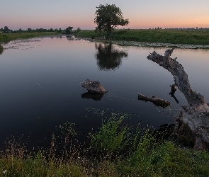 Rzeka, Kłoda, Drzewa, Trawa