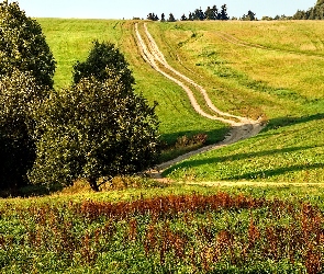 Łąka, Drzewa, Polska, Droga, Beskidy, Krzewy