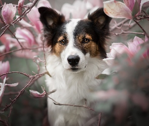 Pies, Magnolie, Kwiaty, Spojrzenie