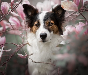 Magnolie, Kwiaty, Pies, Spojrzenie