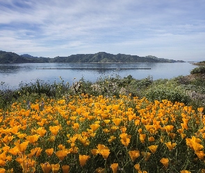 Jezioro, Żółte, Góry, Maczki kalifornijskie, Pozłotki, Kwiaty