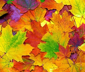 Kolorowe, Jesień, Klonu, Liście