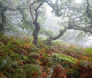 Las, Paprocie, Drzewa, Mgła