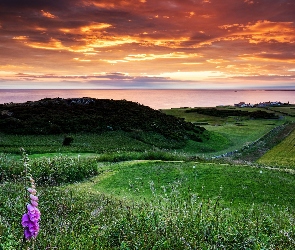 Anglia, Bamburgh, Chmury, Northumberland, Łąki, Pole golfowe, Trawa, Kwiaty, Wzgórze, Naparstnica purpurowa