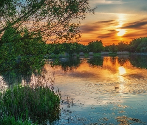 Zachód słońca, Kaczka, Drzewa, Trawa, Jezioro