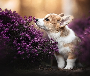 Pies, Wrzośce, Szczeniak, Welsh corgi pembroke